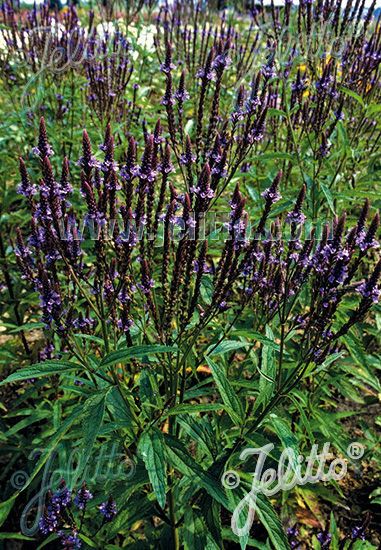 VERBENA hastata   Portion(s)