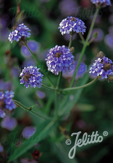 VERBENA rigida   Portion(s)