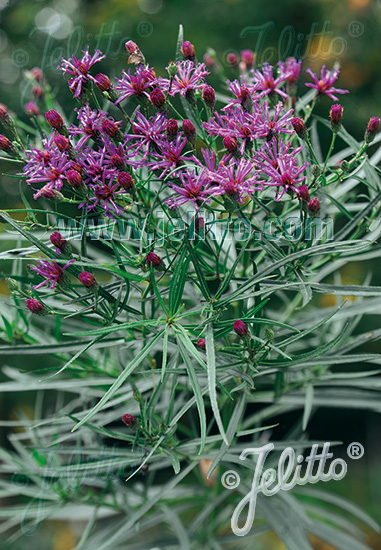 VERNONIA lettermannii   Portion(s)