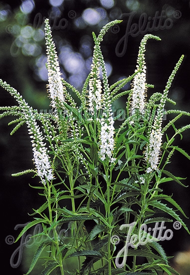 VERONICA longifolia  'Alba' Portion(s)