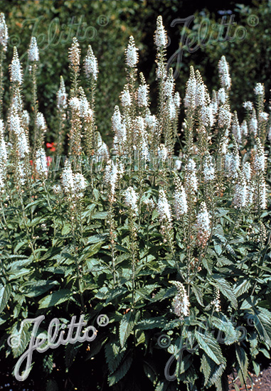 VERONICA spicata  'Alba' Portion(en)