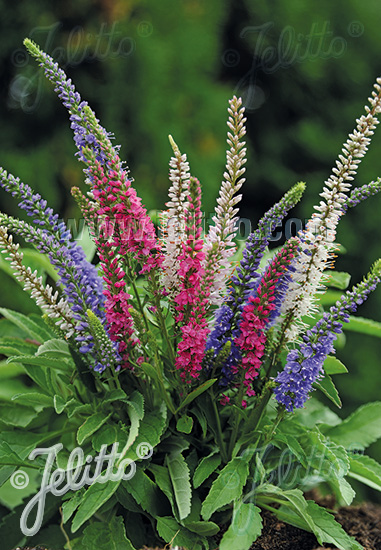 VERONICA spicata  'Sightseeing' Portion(s)