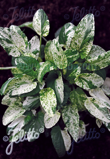 VIOLA mandshurica  'Fuji Dawn' Portion(s)