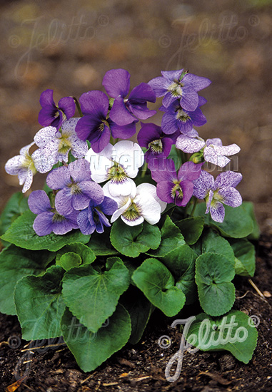 VIOLA sororia  'Sorority Sisters' Seeds