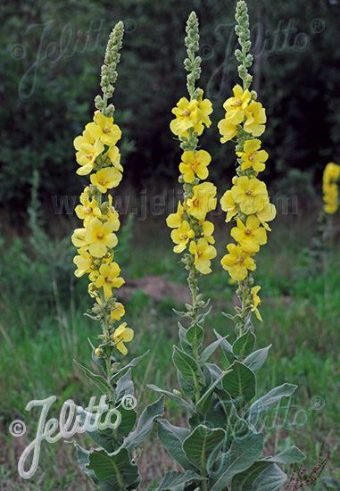 VERBASCUM thapsus   Portion(en)