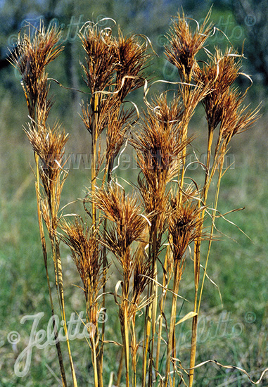 ANDROPOGON glomeratus   Portion(s)