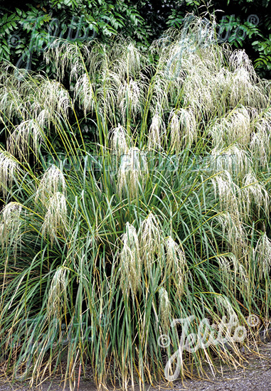 CHIONOCHLOA conspicua   Gram