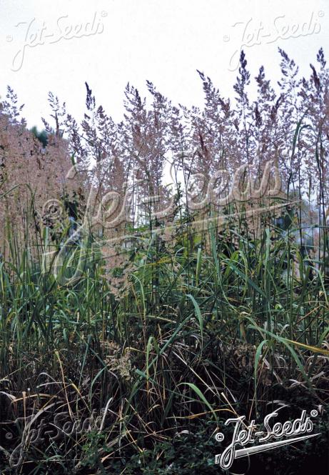 CALAMAGROSTIS epigejos   Portion(en)