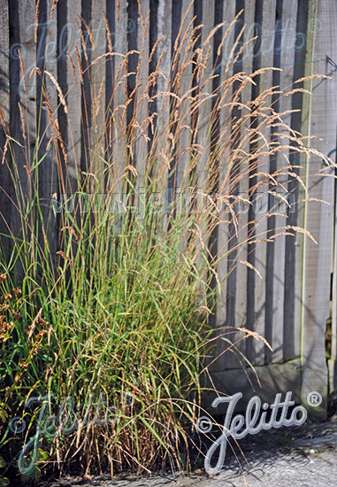 CALAMAGROSTIS canadensis   Portion(en)