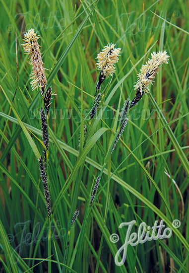 CAREX acuta   Portion(en)