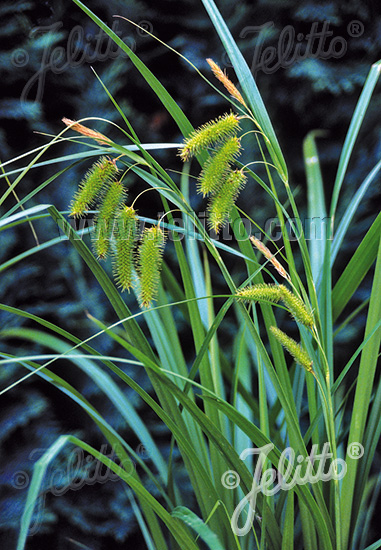 CAREX comosa   Portion(en)