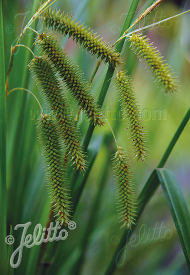 CAREX pseudocyperus   Portion(en)