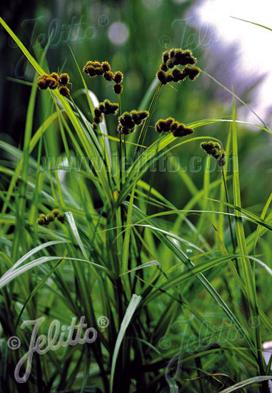 CAREX sparganioides   Portion(en)