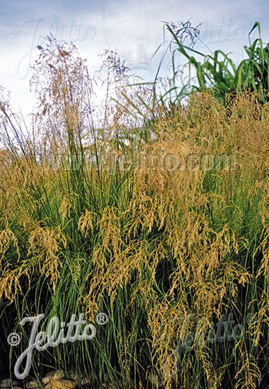 ERAGROSTIS curvula   Portion(s)