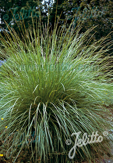 FESTUCA mairei   Portion(s)