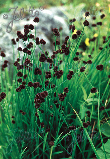 JUNCUS ensifolius   Portion(en)