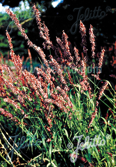 MELICA altissima var. atropurpurea   Portion(en)