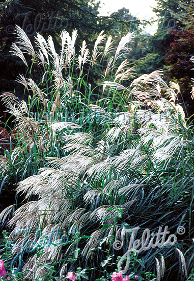 MISCANTHUS sinensis  'Frühe Hybriden' Portion(en)