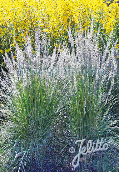 MUHLENBERGIA lindheimeri   Portion(en)