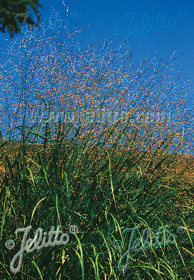 PANICUM virgatum   Portion(en)