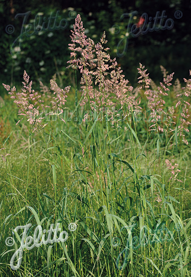 PHALARIS arundinacea   Portion(en)