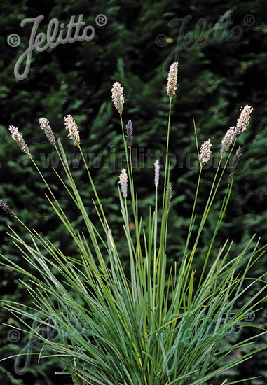 SESLERIA argentea   Portion(s)