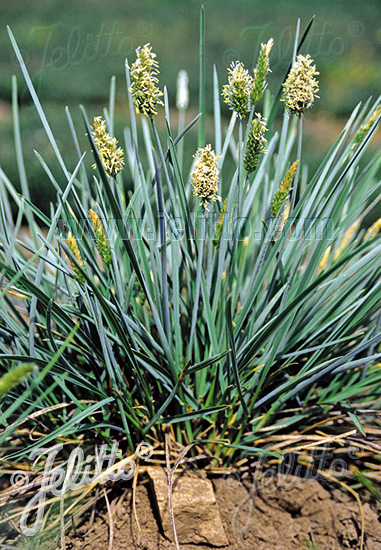 SESLERIA nitida   Portion(en)