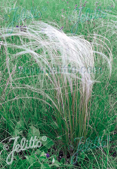 STIPA tirsa   Portion(s)