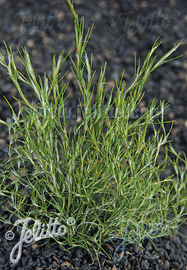 THAMNOCHORTUS cinereus   Portion(en)