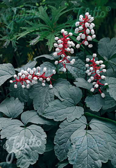 Jelitto Perennial Seed  ACTAEA pachypoda 'Silver Leaf' Portion(s)