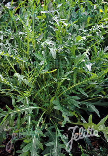 Roquette Arugula (Diplotaxis Tenuifolia)