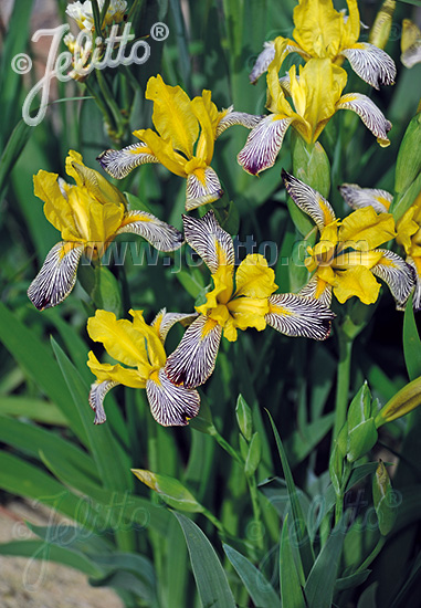 Jelitto Perennial IRIS variegata