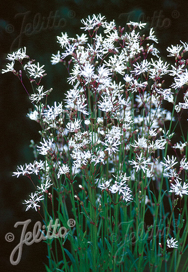 Perennial Seed | LYCHNIS flos-cuculi 'White Robin' Portion(s)