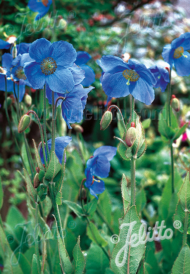 Jelitto Perennial Seed Meconopsis X Sheldonii Lingholm