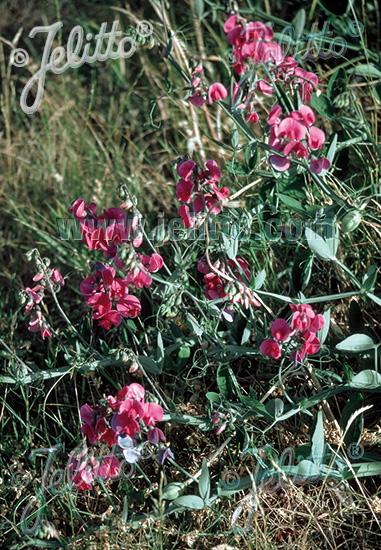 Ja Poleret forkorte Jelitto Perennial Seed | LATHYRUS latifolius 'Red Pearl' Portion(s)